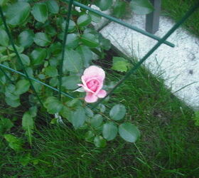 sharing my roses and flowers with garden 3, flowers, gardening, hibiscus, Pink Peace so pretty just blooming