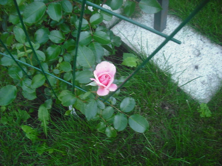 compartilhando minhas rosas e flores com o jardim 3, Paz Rosa t o bonita rec m florida