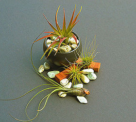 Air Plants: The Nearly Indestructible House Plant