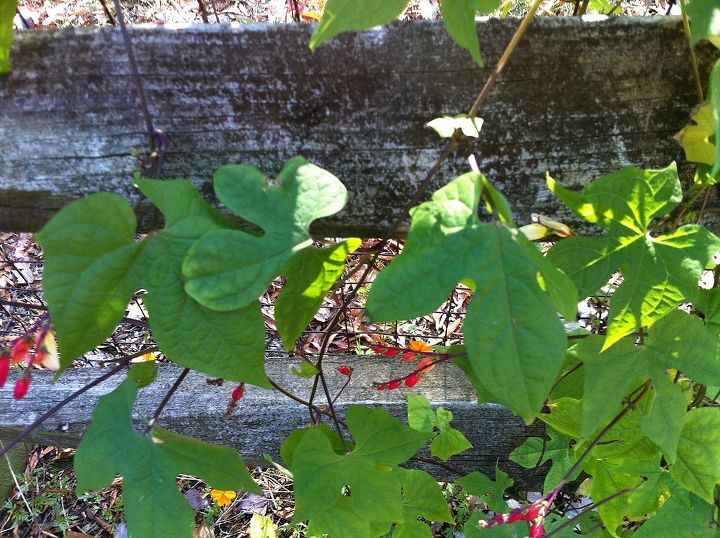 what is this flower, flowers, gardening