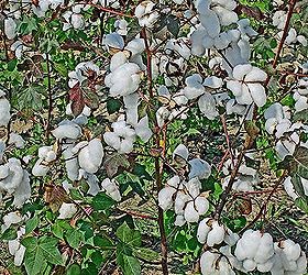 fall spruce up and the cotton is in bloom, curb appeal, landscape, Beautiful cotton