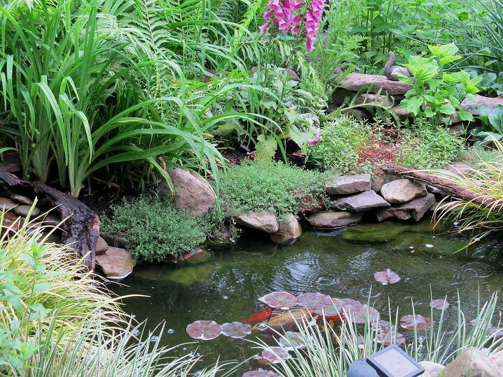 my pond on a rainy day, gardening, outdoor living, ponds water features