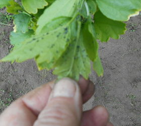 inch worm invasion leaf devistation, gardening, pest control