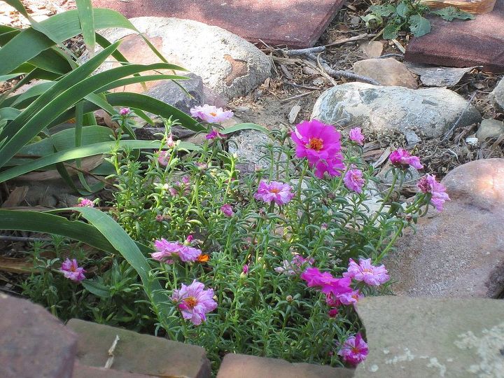 my 2013 garden, flowers, gardening, perennials
