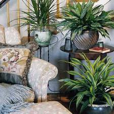 houseplants add life to your home houseplants are a great way to bring spring, gardening