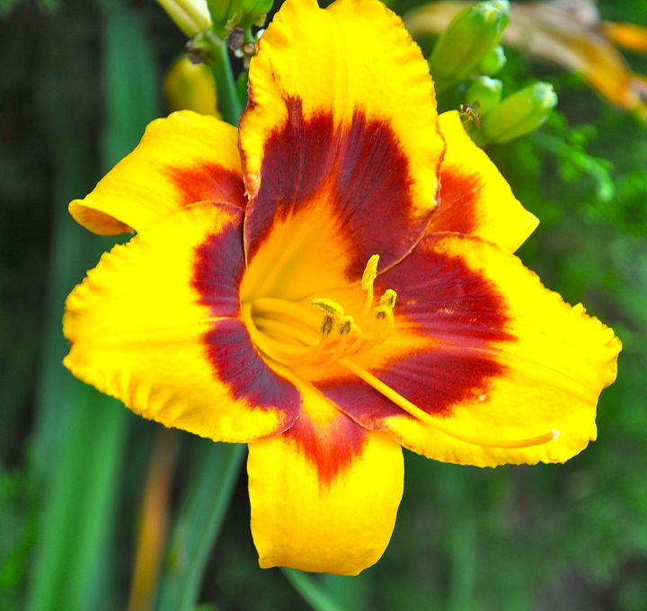 tips on growing daylilies, container gardening, flowers, gardening, perennials, Daylilies will grow in full sun in the North and will tolerate the same in the South with sufficient moisture