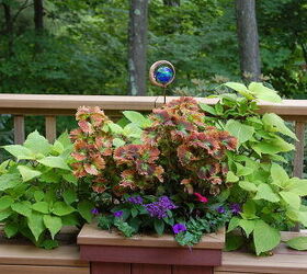 container plants that last till frost, container gardening, flowers, gardening, hibiscus, A little garden art