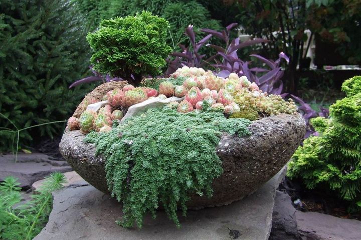 what do you know about hypertufa, concrete masonry, gardening, A pretty bowl filled with plant color and texture photo courtesy plantman56 blogspot com