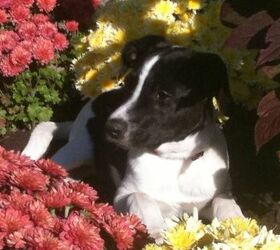 flowers in my gardens, flowers, gardening, Jack laying in the mums nope this is not the garden destroyer