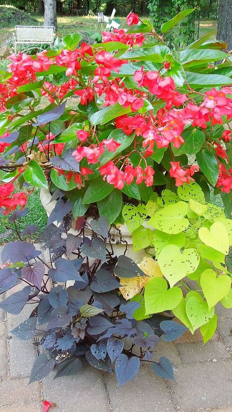 front porch entrance garden delight, gardening, porches, Dragon winged begonias with vines