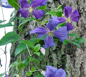 how totraining clematis on a tree trunk, flowers, gardening, hydrangea, Clematis Perle d Azur