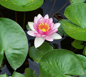 how to plant a waterlily, container gardening, gardening, ponds water features, You can enjoy beautiful waterlilies if you plant them properly