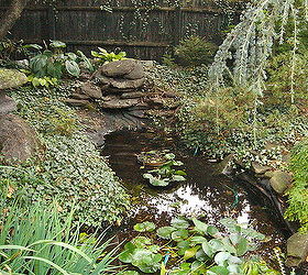 backyard waterfall water garden pond restoration remodel repair with led lighting, landscape, outdoor living, ponds water features, Rochester NY Waterfall Pond Repair Replace Restore Remodel Before Acorn Landscaping Certified Aquascape Contractor of Rochester NY This pond was 20 years old and in need of a Filtration System as well as a new liner