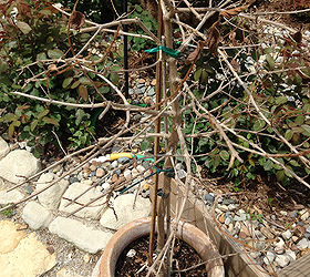 lantana springs to life a pollinator favorite, container gardening, flowers, gardening, pets animals, Lantana Tree Sprouting New Growth