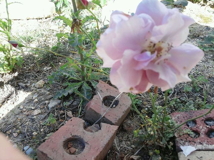 my 2013 flowers, flowers, gardening, hibiscus, though not a great pic this is my lavender rose I had 12 roses to dig up and move last august the temperature 90 s 100 degrees I kept then in a kids swimming pool for 3 months only lost one bush thats how I saved all my plants