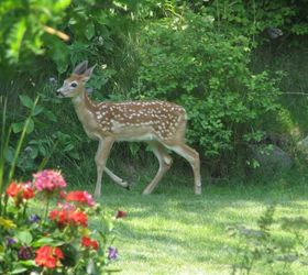 deer cute as they are they are still destructive, flowers, gardening, pets animals