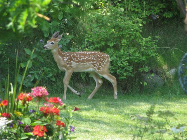 deer cute as they are they are still destructive, flowers, gardening, pets animals