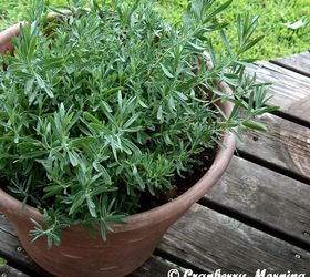 Growing Botanicals for My Homemade Vegan Soaps