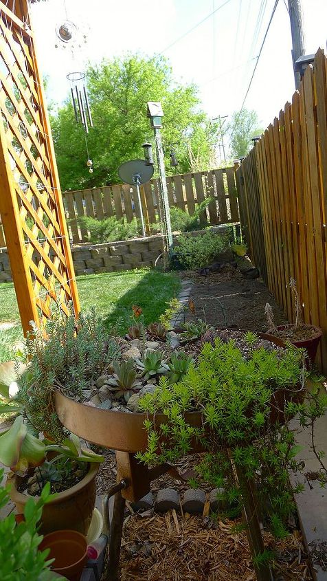 beginning to look like spring, A moment of silence for the three trees we lost this winter Hello roses