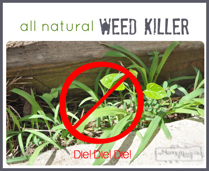 vinegar as an all natural weed killer, gardening, go green, Vinegar really works to kill weeds