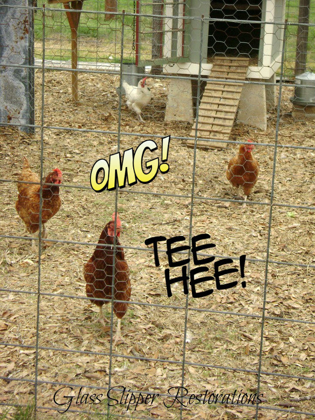 repurposed doghouse into a chicken coop, homesteading, repurposing upcycling, Spoiled rotten Happy Chickens