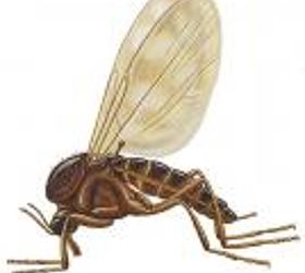 house gnats, electrical, pest control, Gnat