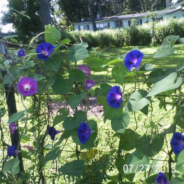 just some of the flowers in our yard, flowers, gardening, Morning Glory