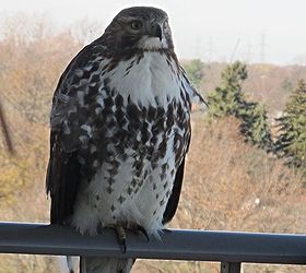 is this a peregrine falcon, outdoor living, pets animals