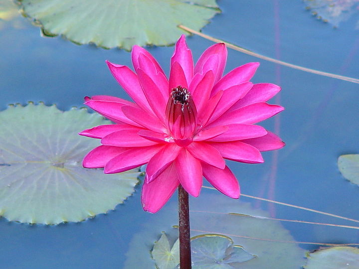 q lily prettiest one i have, gardening, My prettiest water lily