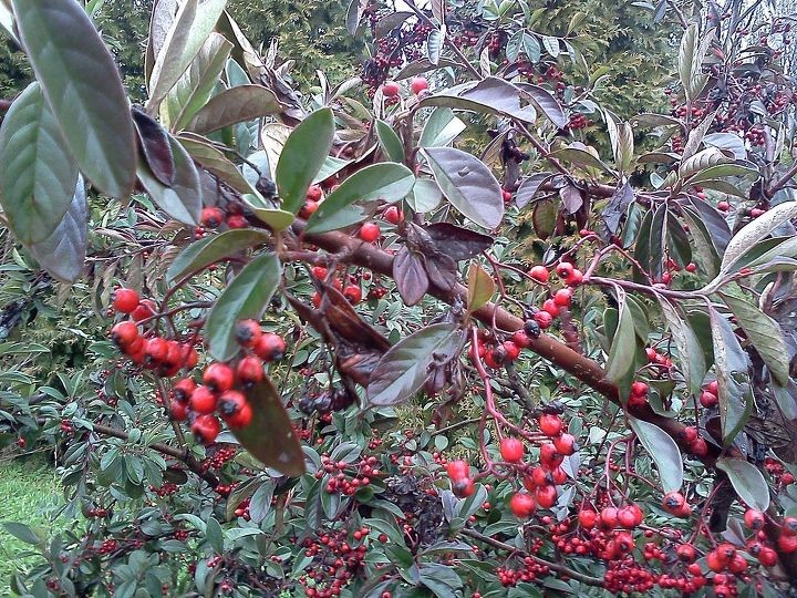 q anyone care to guess what shrub this might be, gardening