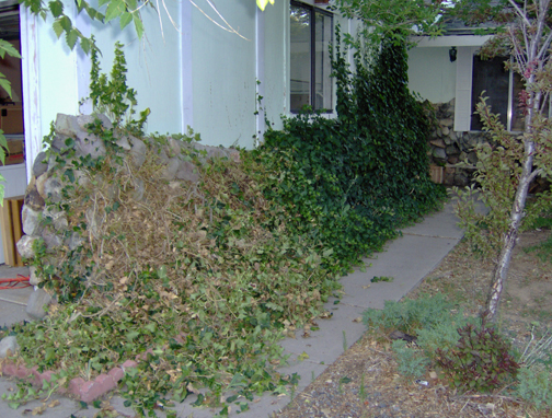 the yard at my house was a shambles when i moved in it became my project over the, gardening, landscape, outdoor living, The ivy growing up the side of the garage wall to the eves