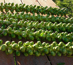 are you lucky enough to grow brussel sprouts in the summer, gardening