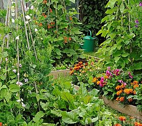 raised bed gardening with vertical plants, flowers, gardening, raised garden beds, Vertical Gardening Using raised beds and compatible plants such as marigolds