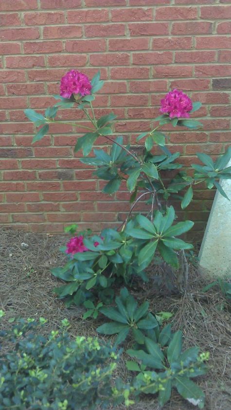 q rhododendron blooming but looking sickly any ideas what might be happening, gardening, Today 2012