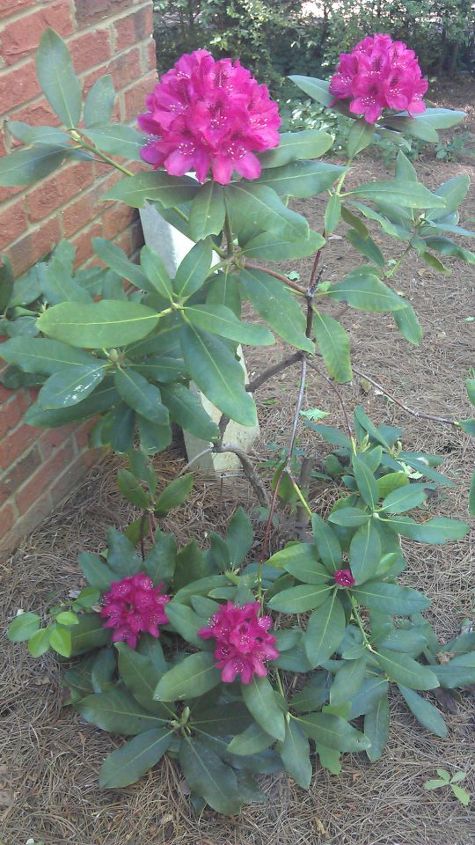 q rhododendron blooming but looking sickly any ideas what might be happening, gardening, Today 2012