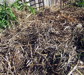 how to plant garlic, gardening, homesteading, Now cover the entire area with straw The straw insulates the ground keeps the soil moist and prevents the weeds from growing The garlic will go right through the straw and the weeds won t