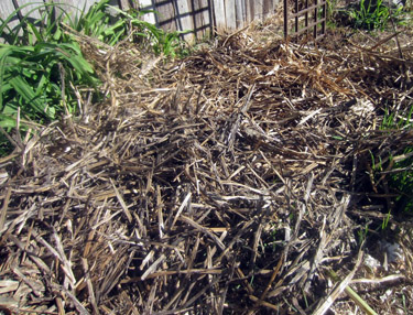 how to plant garlic, gardening, homesteading, Now cover the entire area with straw The straw insulates the ground keeps the soil moist and prevents the weeds from growing The garlic will go right through the straw and the weeds won t