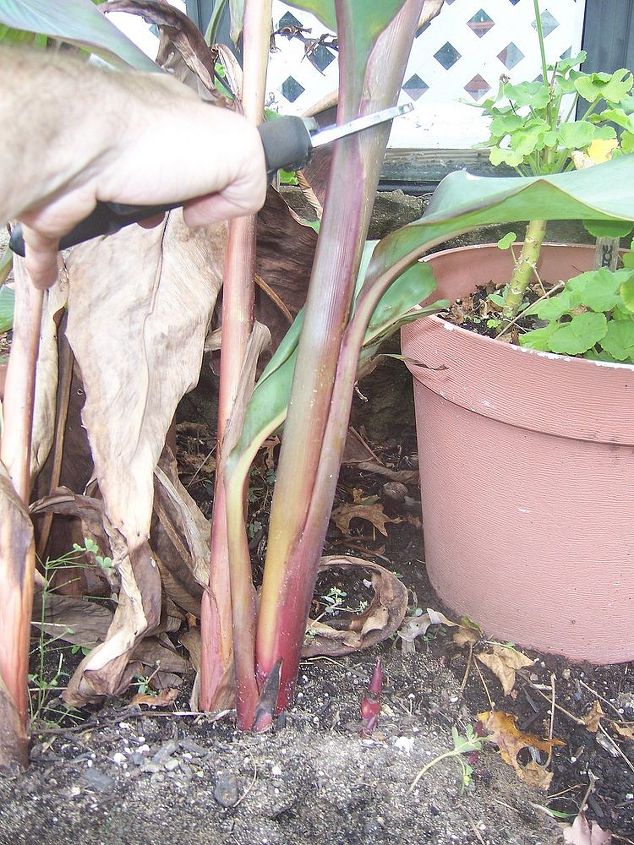 saving canna, gardening, Carefully remove plants and cut back stalks