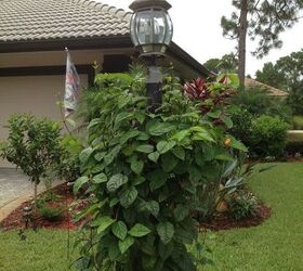 is it any wonder why iove my home and love living on florida i can, gardening, landscape