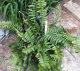 stretching a client s plant budget with ferns, flowers, gardening, perennials