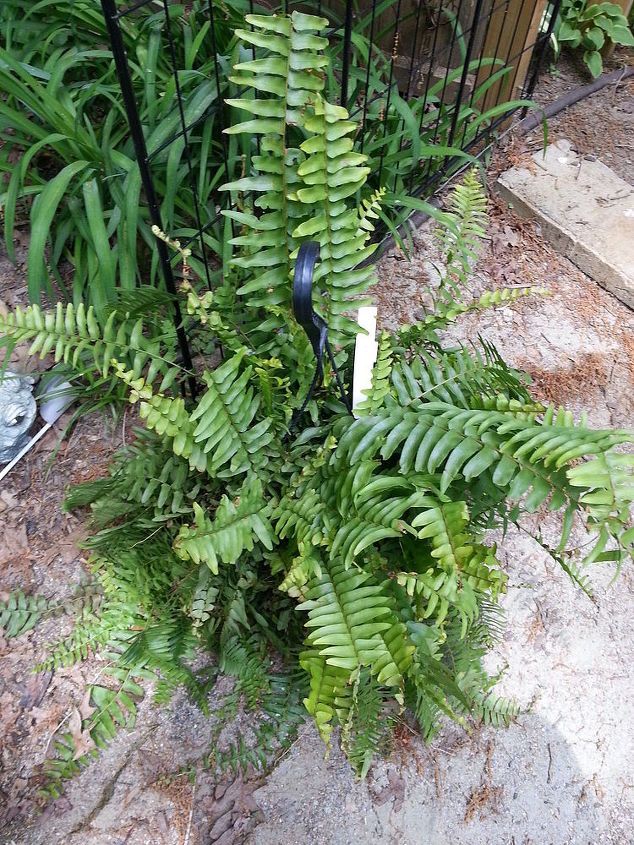 stretching a client s plant budget with ferns, flowers, gardening, perennials