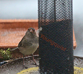 feeding birds niger seeds part two, curb appeal, decks, gardening, outdoor living, pets animals, urban living, Dark Eyed Junco Posing for the Camera from behind the Yellow NIGER Feeder DETAILS on the junco