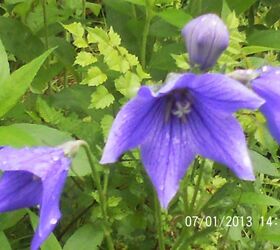 just some of the flowers in our yard, flowers, gardening, Balloon Flowers