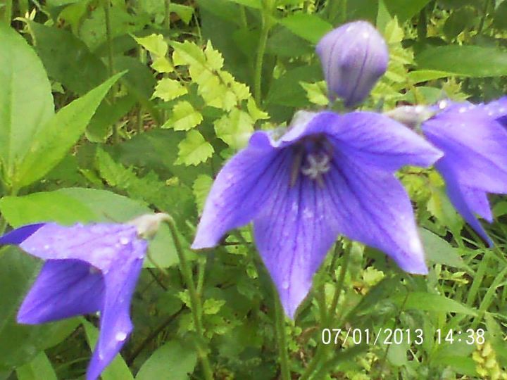 just some of the flowers in our yard, flowers, gardening, Balloon Flowers