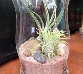 terrariums in all shapes and sizes, crafts, gardening, terrarium, Cool glass vase sand pebbles air plants presto