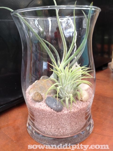 terrrios de todas as formas e tamanhos, Um vaso de vidro muito legal areia pedrinhas plantas a reas pronto