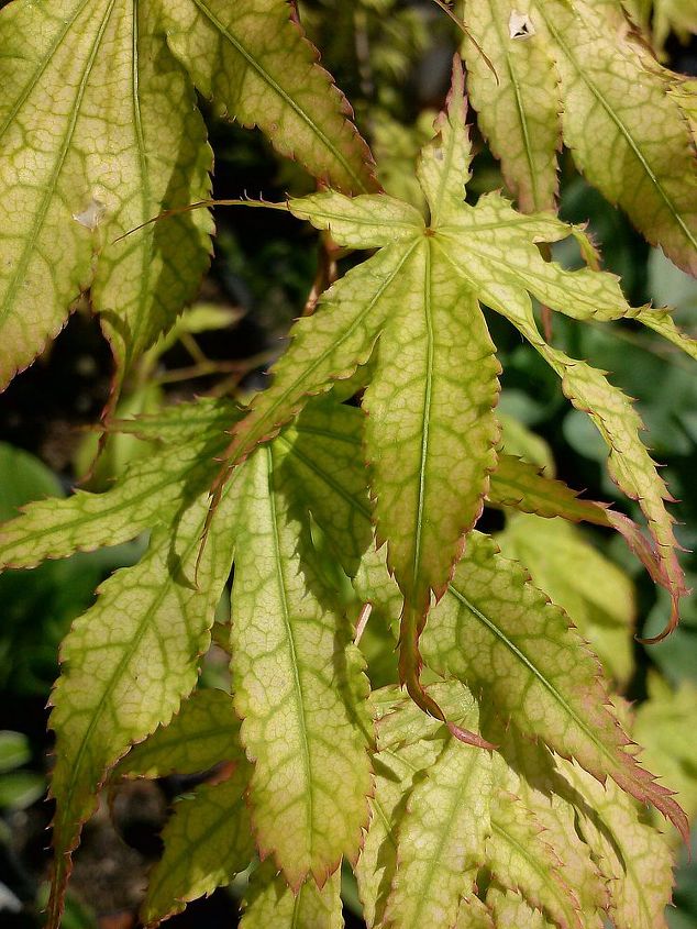 my love affair, Peaches and Cream