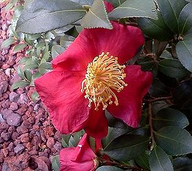bare bones gardening, flowers, gardening, Yuletide Camellia in bloom now Zone 7b southeast USA