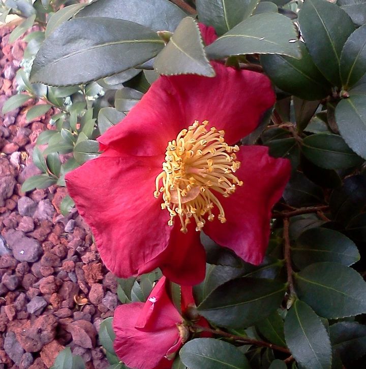bare bones gardening, flowers, gardening, Yuletide Camellia in bloom now Zone 7b southeast USA