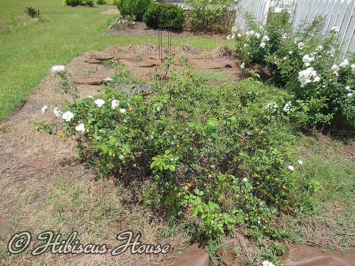does anyone know the name of this rose, gardening, Excuse the grass and weeds I am reworking this bed and it has rained for 2 months Bush is 2 3 4 ft tall and growing but spreading